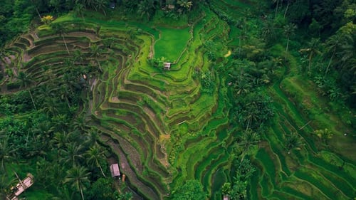 Tegallalang Rice Terraces