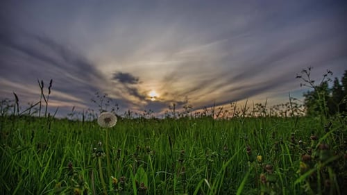 A grassy meadow in the countryside with dandelion wildflowers in the foreground and a colorful sunse