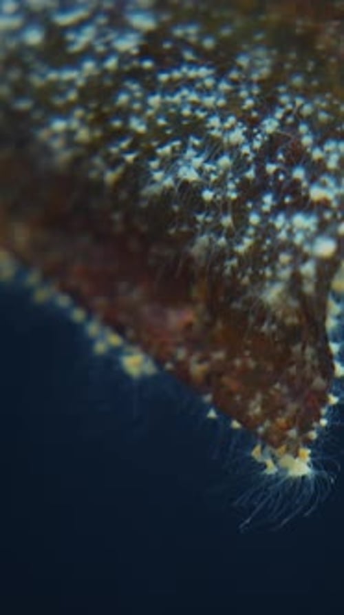 Microorganismes marins Bright Scyphula Life