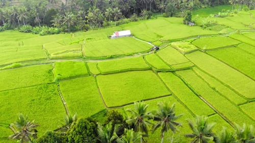 Almost square green rice terraces on Bali, Indonesia, with traditional huts and tropical palm tree f