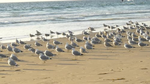 Seagulls on Beach at Sunset Tracking