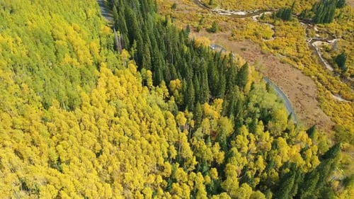 Aerial View of Aspen and Conifer Forest in Countryside of Colorado, USA. Yellow Green Landscape on S