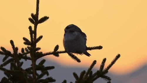 Northern Hawk Owl Perched on Branch Silhouetted Against Vibrant Orange Sunset