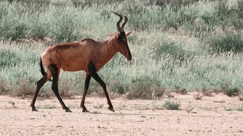 A red hartebeest walking across a dry river bed in the Kalahari national park of South Africa