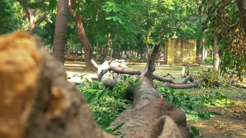 Big Fallen Tree In A Park Near Delhi, India - handheld, slow motion