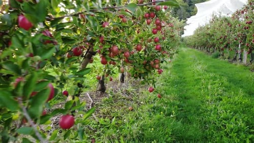 Flying In Apple Orchard