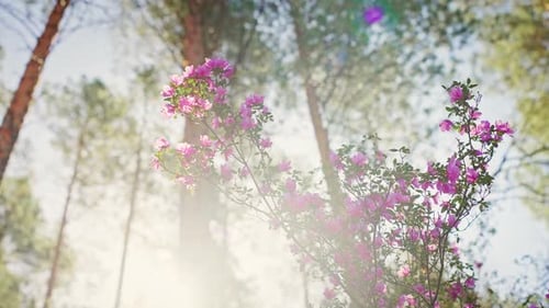 Blooming Pink Flowers on Tree Branch