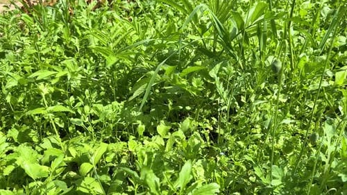fresh vegetable garden scenic backyard farm nature landscape sunshine in spring season green backgro