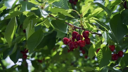 Red ripe cherry on tree in summer time, slow motion. Cherry harvest in summer. 4K