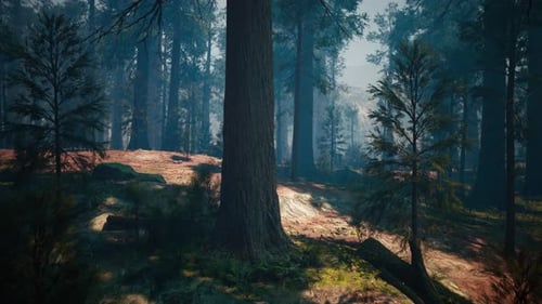 Evening Sun in the Pine Forest