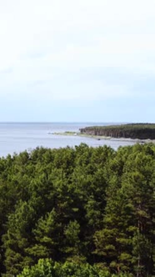 Overlook Pine Forest Headland with Distant Cape Dense Pines in Foreground Lead to a Rocky Promontory