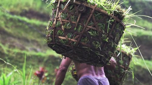 Agricultural Rice Field Farmer Carrying Basket In A Harvested Crop