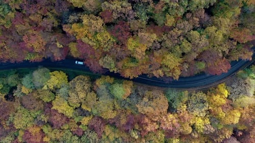 Road through the forest in autumn