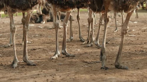 Muitas pernas enormes de avestruzes em pé e caminhando em uma área cercada