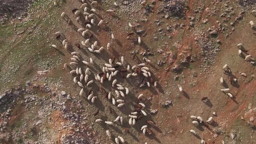 Flock of sheep grazing on the mountain. Zenithal view of flock of sheep grazing.