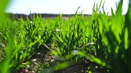Herbe verte vue rapprochée d'un champ de blé vert avec de jeunes tiges se balançant dans le vent, calme, naturel, abstrait
