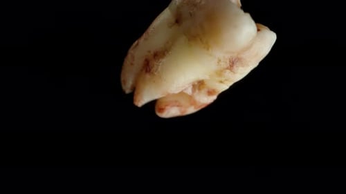 Human tooth in blood falls downward, slow motion macro on an isolated black background.