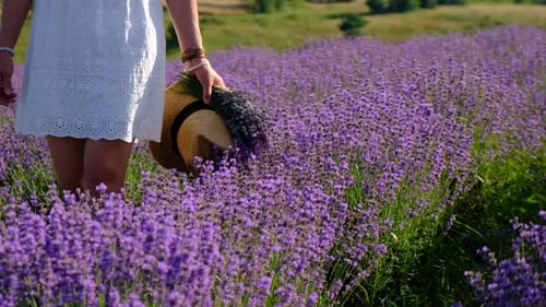 Femme dans un champ de lavande, focus sélectif
