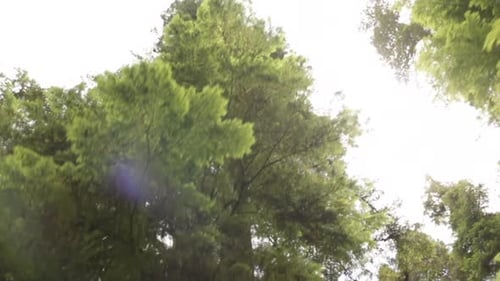 Slow motion moving beneath large redwood trees while looking up. High angle view in the redwood nat