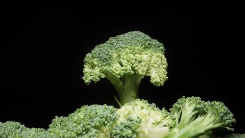 Fresh Broccoli Still Life Against Black Background