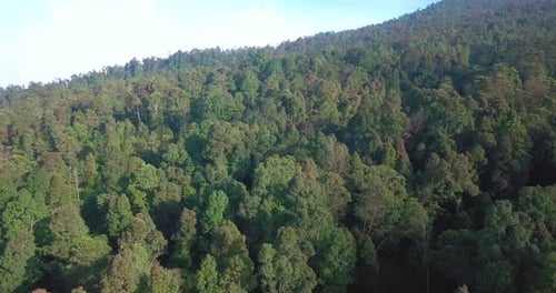 Vídeo avanzado de un Zumbido denso de árboles de la selva tropical en la ladera de una montaña balanceándose con el viento