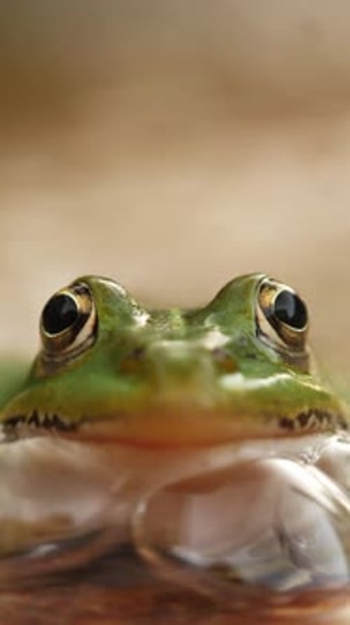 Vidéo verticale sur le portrait intime d'une grenouille commune