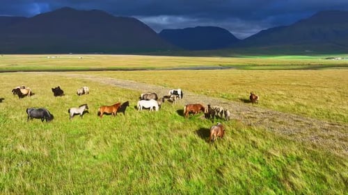 Pferdeherde weidet in den endlosen Feldern Islands pure nördliche Natur