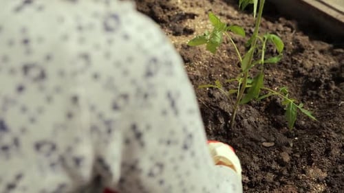 Growing Organic Vegetable Products in your Own Garden