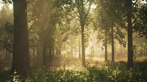 A Forest Filled with Lots of Trees and Grass