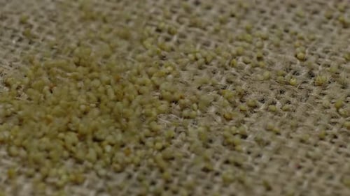 Millet Seeds Pouring onto Burlap Background