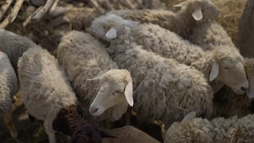 Schaf und Lamm