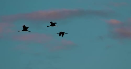 Birds Winter Migration Flock Of Common Cranes Or Eurasian Cranes Fly In Sunny Blue Autumn Sky Common