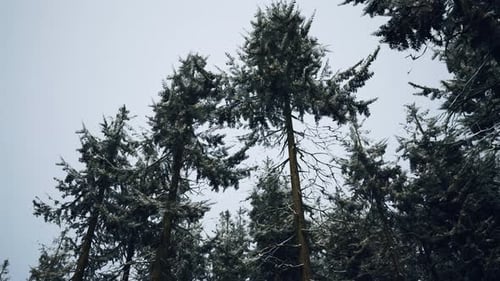 Winter Pine Tree Forest with Snow on Trees