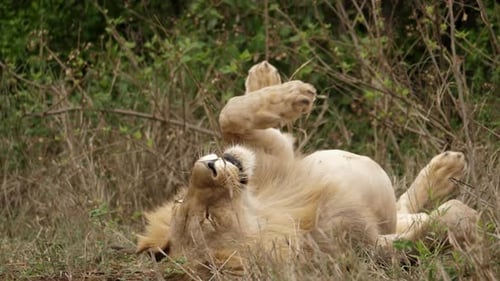 Lion Lounging and Relaxing in Tall Grass