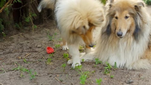 Happy rough collie dogs enjoys each other outdoors, front view