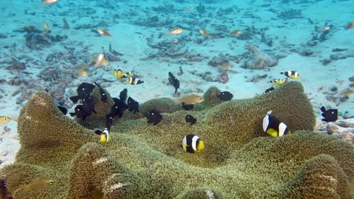 A sea anemone with at seabed. Beautiful living coral garden and lots of fish swim and feed in the cl