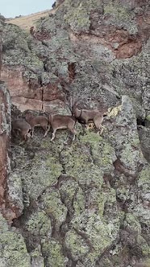 Mountain Goats