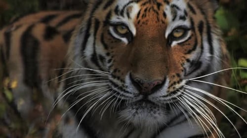 SLOW MOTION The Tiger Shows His Tongue
