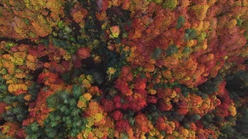 Autumn Forest