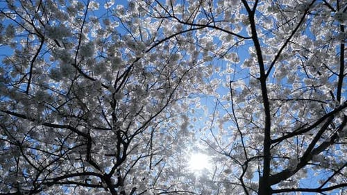 Spring Blossom Tree Beautiful Cherry Blossom Tree White Flower Blooming Tree at Spring Fresh White