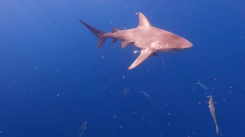 Bull shark swiming through open ocean - side profile