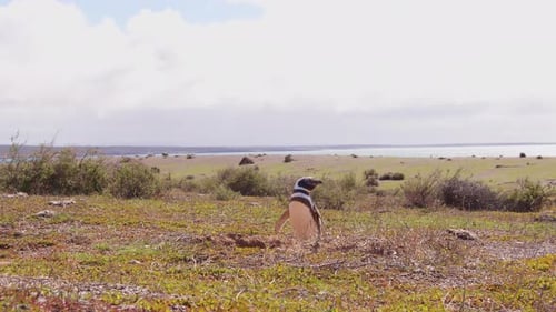Magellanic Penguin Standing on Grassy Field Near Ocean