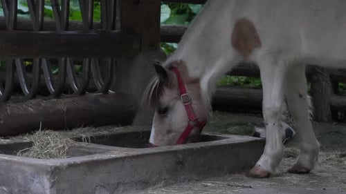 A little pony with red halter, eating dry hay from a concrete trough in the petting zoo, close up sh