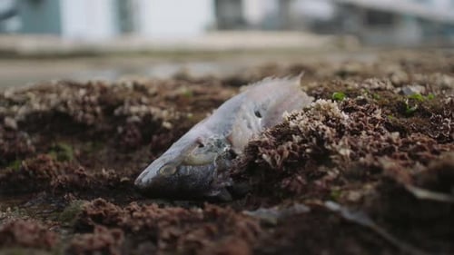 Tote Fische zwischen den Felsen an der Küste.
