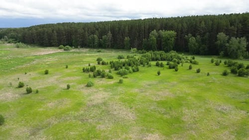 Aerial Shot of a Summer Field and Forest Landscape with Green Meadow and Trees in Summer Day