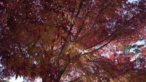 Looking Up On Sunlight Passing Through Red Autumn Leaves of Trees. - low angle