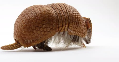 Armadillo turns and walks away from camera - isolated on white background