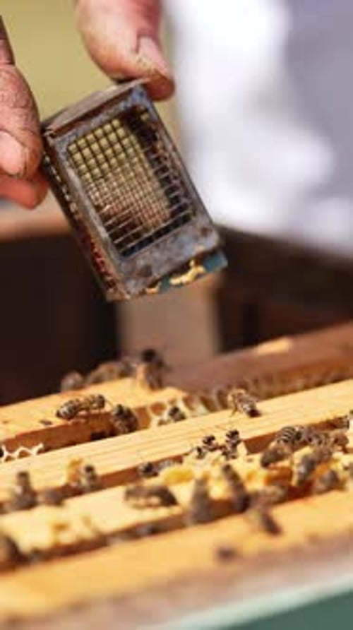 Installing Queen Cell in Honeycomb for Honey Production