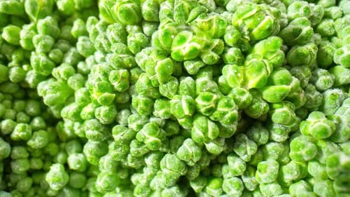 Fresh Green Broccoli Close Up Food