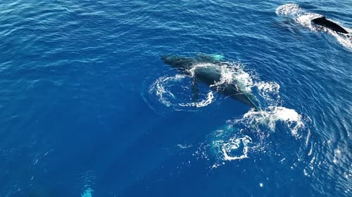 Aerial Circle Over A Newborn Whale Calf Taking Its First Breaths As The Mother Pushes The Baby Above